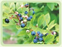 Blueberry Extract Anthocyanosides  Anthocyanidin 