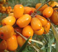  Seabuckthorn   Extract 