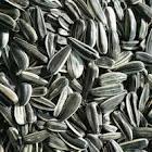 BUY SUNFLOWER SEEDS