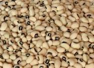 Kidney Beans