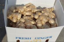 Air Dried Ginger