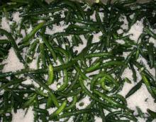 Pickled Cucumber