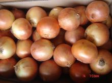 Fresh Yellow Onion