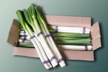  Fresh   Scallion (Naganegi)