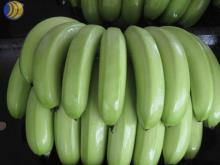 Fresh Green Banana for Export