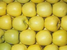 GOLDEN DELICIOUS APPLES