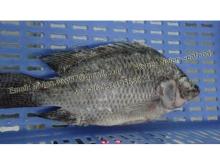China Frozen Black Tilapia Fish (Oreochromis Niloticus, Oreochromis Mossambicus)
