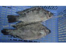 China Frozen Black Tilapia Fish Whole Round (Oreochromis Niloticus, Oreochromis Mossambicus)