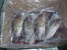 China Frozen Black Tilapia Fish Gutted Gilled Scaled (Oreochromis Niloticus, Oreochromis Mossambicus