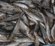 Quality Frozen Mackerel Fish