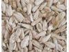 Sunflower kernels BEST QUALITY