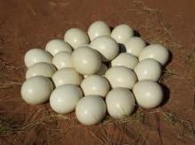 ostrich eggs