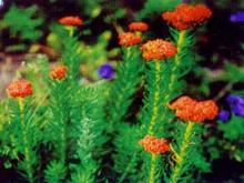 Rhodiola Rosea P.E.
