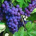 vine  grape s