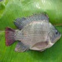Frozen Black Tilapia Fish Whole Round