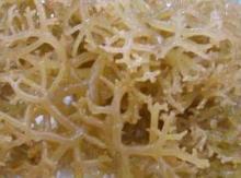 Seaweed Extract