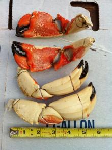 Jonah crab claw