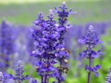 Lavender oil
