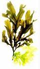 Laminarian
