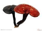 Ganoderma lucidum polysaccharide