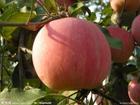 Apple polyphenols
