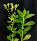 Stevia leaf P.E. RA 95%