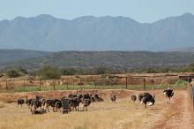  ostrich   bird s