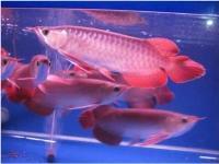 Chili Red Arowana Fish For Sale