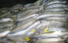 Frozen Whole Round Smelt