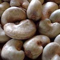 RAW CASHEW NUT IN SHELL