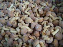 IQF Frozen nameko