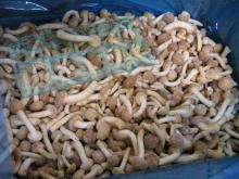 IQF Frozen nameko(2)