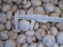 IQF Frozen champigon mushroom(2)