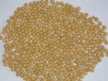soybeans