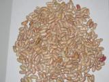 Light Speckled Kidney beans/Feijao Catarino / Sugar Beans