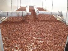 Cocoa Beans