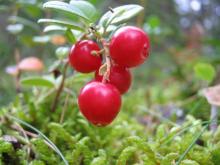 Bilberry Extract Anthocyandins