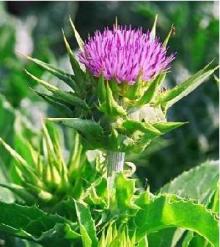 Milk Thistle Extract silymarin