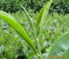 Green Tea Extract