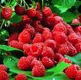 rasp berries