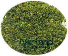 Ao Nori