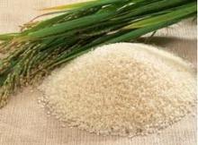  Fragrant   jasmine   rice 