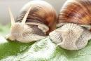 SNAILS