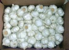 fresh white garlic for sale