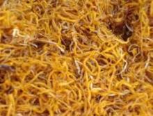 Pati Saffron