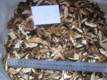 boletus secos