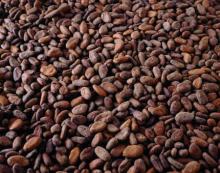 A Grade Cocoa Beans