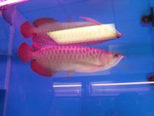special  chili   red   arowana  fish