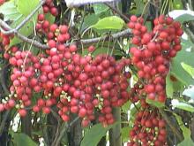Schisandra berries P.E.