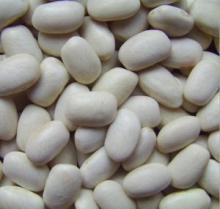 New Crop Medium white kidney beans,square shape